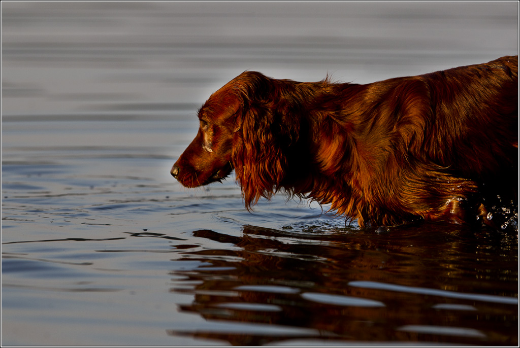 Pinu im Wasser